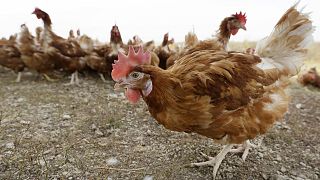 Chickens walk in a fenced pasture at an organic farm near Waukon, Iowa on 21 October 2015