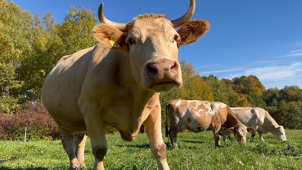 Why so many Polish farmers are embracing agroforestry