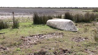 La agonía de Doñana | Se seca el humedal más grande de Europa