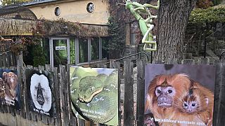 The King Cobra escaped from the Skansen-Akvariet zoo in Stockholm.