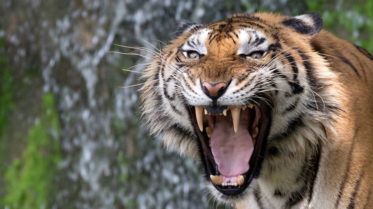 Southeast Asia Losing Tigers as Deadline Looms to Double Population by 2022