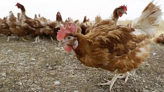 Bulgaristan kuş gribinden dolayı 19 milyon tavuğu itlaf edecek