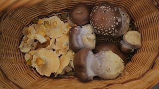 Ein Korb voller Pilze