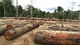 Exploração de madeira em Cabinda