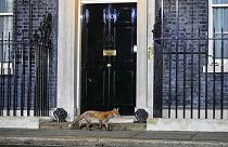 Ein Fuchs vor der Downing Streets 10 in London