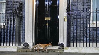 Ein Fuchs vor der Downing Streets 10 in London