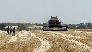 Zimbabwe: Record breaking wheat harvest expected this year