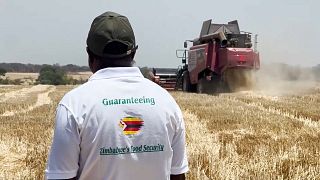 Zimbabwe : une récolte record de blé attendue