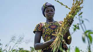 Agriculture is an essential topic at COP27. 