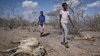 Kenyan pastoralists hit by drought call on govt to come to their rescue