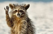 A waving raccoon photo is one of this year's finalists.