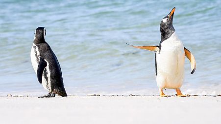 'Talk to the Fin...': Overall winner Jennifer Hadley also bagged the people's choice award for her photo of a Gentoo Penguin giving their mate a snub on the Falkland Islands. 
