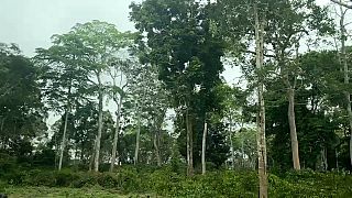 Over logging threatens key forest in Angola's Cabinda