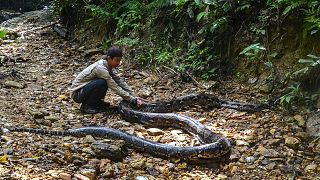حارس للحياة البرية بالقرب من ثعبان طوله 9 أمتار تم العثور عليه في كامبار بإندونيسيا. 