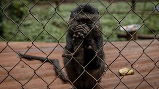RDC : kidnapping de 3 bébés chimpanzés