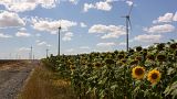 Wind turbines from the Judet de Constanta wind power plant in a field of sunflowers in Romania.