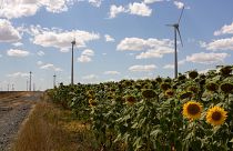 Wind turbines from the Judet de Constanta wind power plant in a field of sunflowers in Romania.