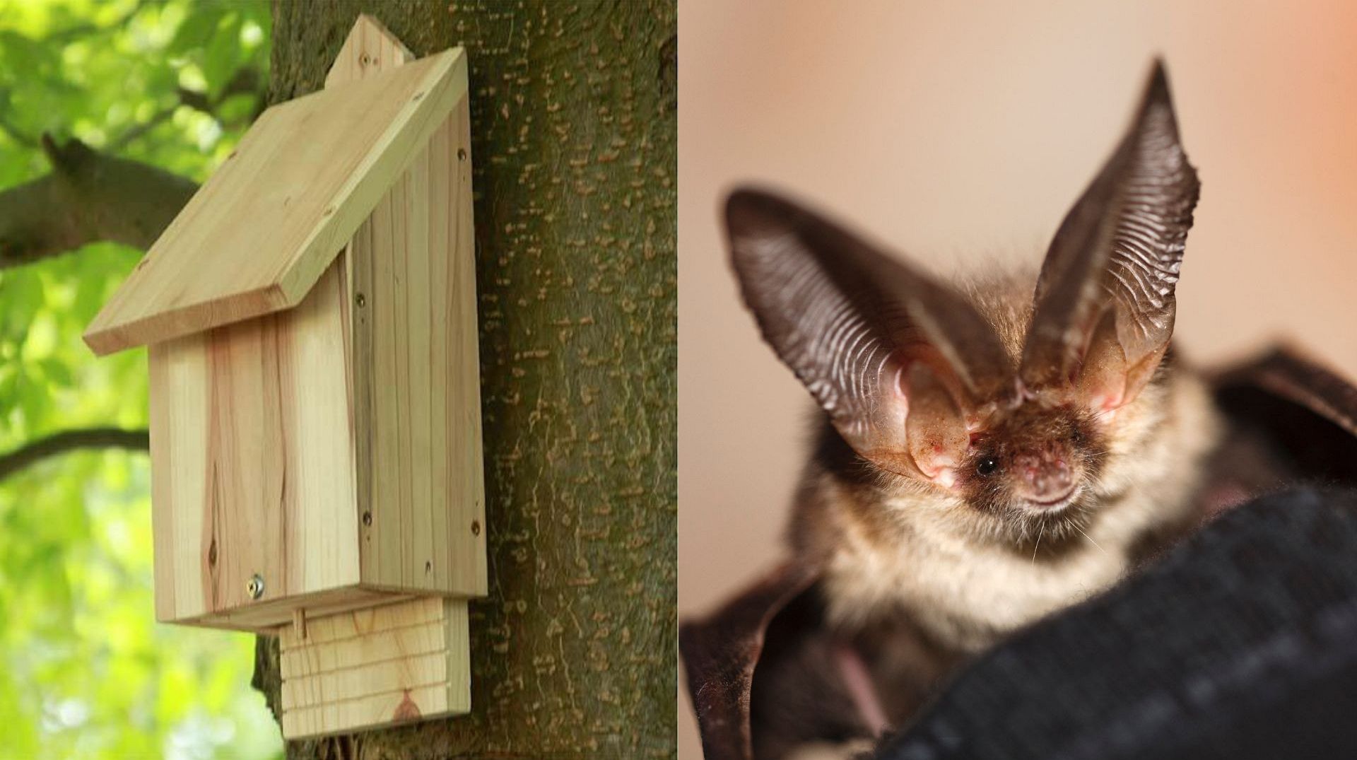 Bat boxes and night flowers How to attract bats to your garden this