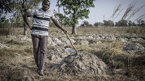 Farmer in his field, Togo