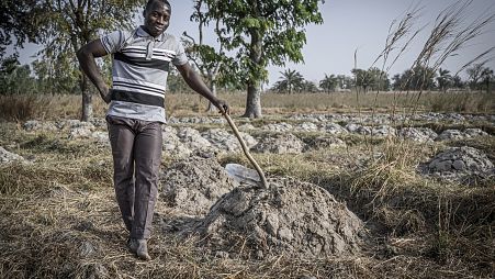 Farmer in his field, Togo 