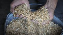الاتحاد الأوروبي يدرس إمكانية فرض تعريفة بقيمة 95 يورو للطن على الذرة والقمح والبذور الزيتية الروسية الصنع.