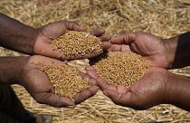 Russland will das Getreide-Exportabkommen mit der Ukraine aufkündigen