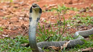 A king cobra, Sir Hiss, has returned home, giving everyone an early Halloween gift