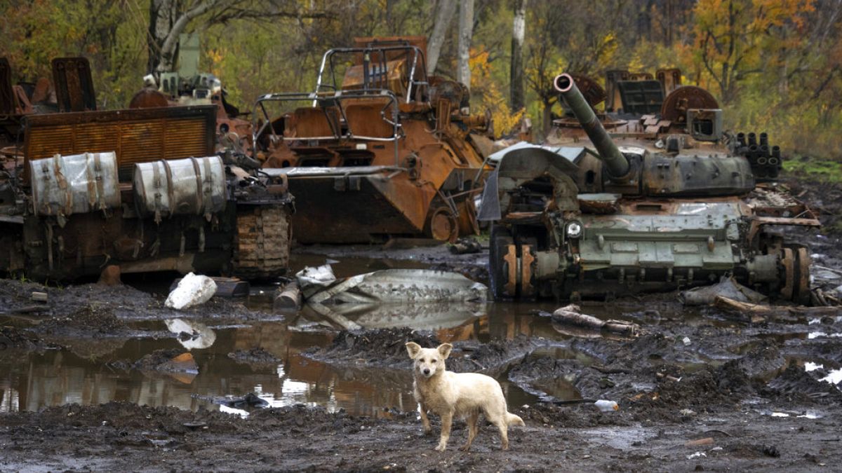 Un perro se encuentra cerca de los tanques rusos dañados en los últimos combates, cerca de la aldea recientemente retomada de Kamianka, región de Járkov, Ucrania, el domingo 