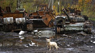Un perro se encuentra cerca de los tanques rusos dañados en los últimos combates, cerca de la aldea recientemente retomada de Kamianka, región de Járkov, Ucrania, el domingo
