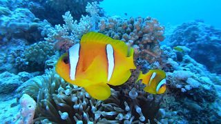Il paradiso sommerso di Gedda dove nuotare tra i coralli e 1200 specie di pesci 