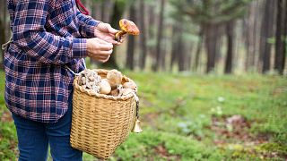 Five of the safest mushrooms for beginners to forage and eat 