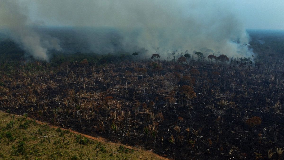 لطالما شكلت سياسات بولسونارو عبئاً وخطراً على البيئة، ففي عهده وتحت إشرافه سُجلت أعلى معدلات إزالة غابات في منطقة الأمازون منذ 15 عاماً