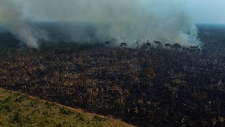 لطالما شكلت سياسات بولسونارو عبئاً وخطراً على البيئة، ففي عهده وتحت إشرافه سُجلت أعلى معدلات إزالة غابات في منطقة الأمازون منذ 15 عاماً
