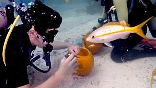 مسابقة نحت القرع تحت الماء التي ينظمها منتجع Amoray Dive في محمية فلوريدا كيز البحرية الوطنية