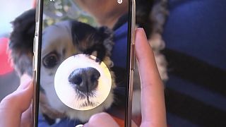 South Korean biometric recognition company invented a nose ID system for dogs
