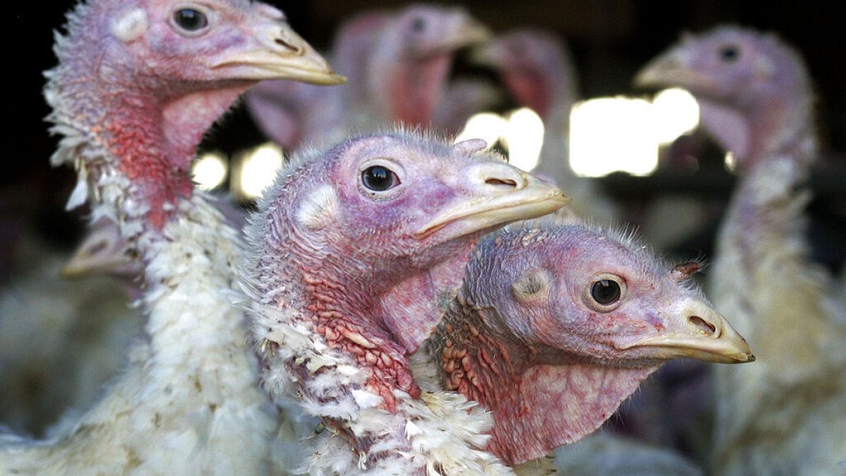 İngiliz Tavukçuluk Konseyi, ülkenin karşı karşıya kaldığı kuş gribi salgını nedeniyle Noel döneminde özellikle hindi fiyatlarının artabileceği uyarısında bulundu 