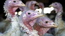 İngiliz Tavukçuluk Konseyi, ülkenin karşı karşıya kaldığı kuş gribi salgını nedeniyle Noel döneminde özellikle hindi fiyatlarının artabileceği uyarısında bulundu 