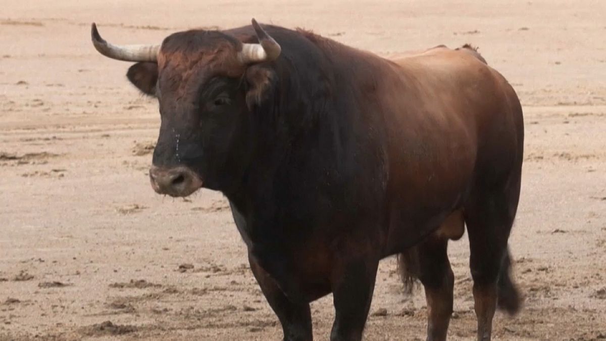 Tierschützer protestieren gegen die  Stierkampfmesse in Peru.
