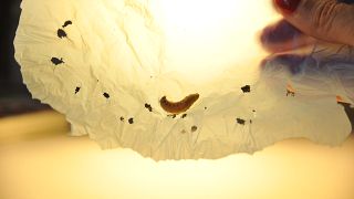 La saliva del gusano de la cera es capaz de degradar el plástico.
