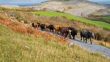 Burren Winterage Weekend - Cattle Drive/Martin Kiely