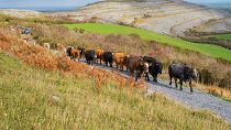 Burren Winterage Weekend - Cattle Drive/Martin Kiely