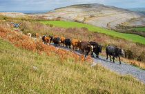 Irische Kühe auf dem Weg zur Winterweide