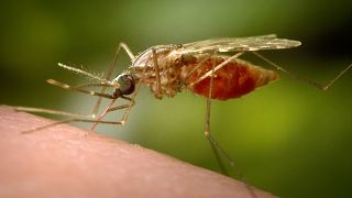 WHO declares Cape Verde free of malaria