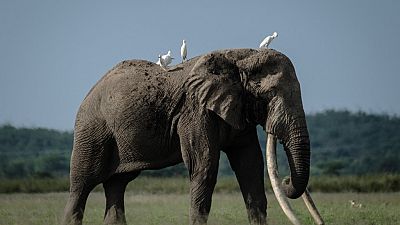 Mort de vieillesse de la plus grande éléphante à défenses du Kenya