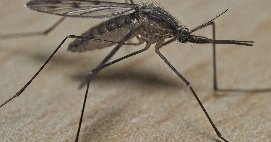 Scientists warn of a new invasive mosquito species in Africa