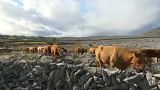 Cattle on the rugged landscape of the Burren