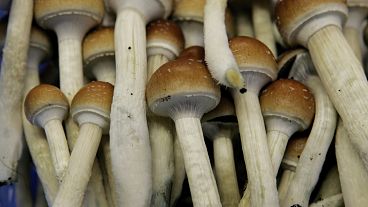 Magic mushrooms, seen here at a Dutch farm, contain a hallucinogenic compound called psilocybin that is being tested to treat mental health issues.