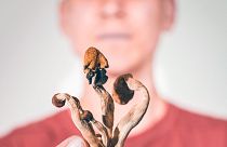 Psilocybin, the psychedelic compound found in magic mushrooms, significantly reduced symptoms of hard-to-treat depression in a clinical trial.
