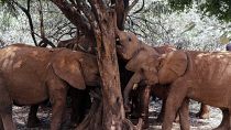 صغار الأفيال تفرك جذوعها على شجرة في محمية قرب العاصمة الكينية نايروبي