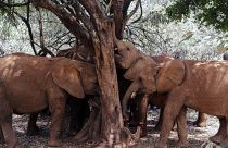 صغار الأفيال تفرك جذوعها على شجرة في محمية قرب العاصمة الكينية نايروبي